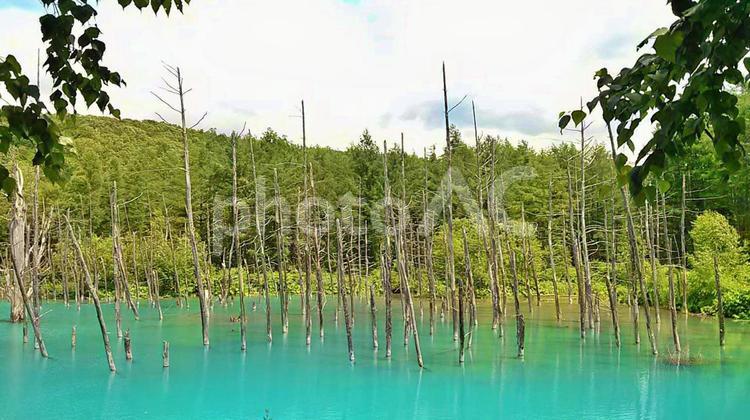 青い池　北海道 レジャー,観光,空の写真素材