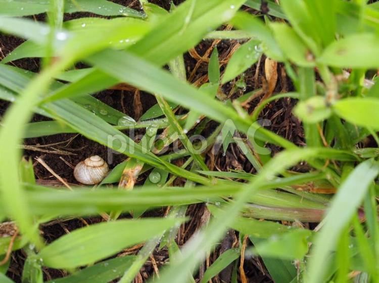 雨上がりの草むらの中のかたつむり 自然,草,草むらの写真素材