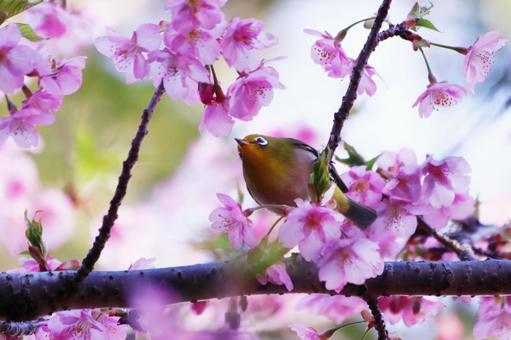 河津桜にとまるメジロの写真