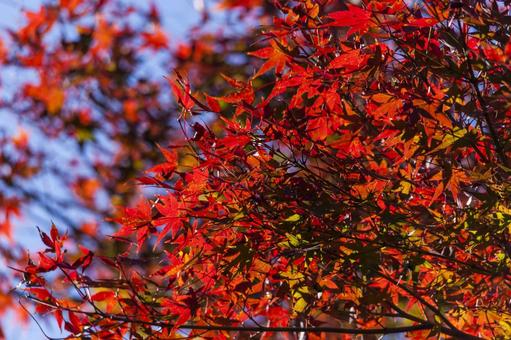 滝頭公園の紅葉1（田原市） イロハモミジ,紅葉,滝頭公園の写真素材