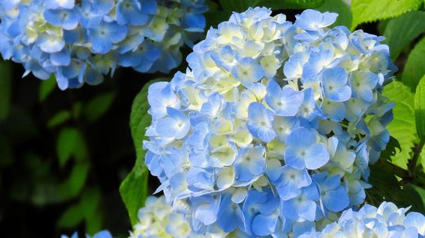 本勝寺のあじさい 本勝寺のあじさい あじさい,花,梅雨の写真素材