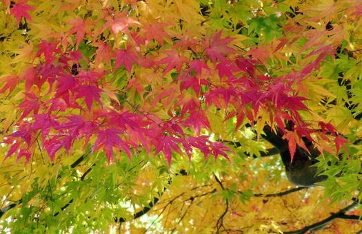綺麗なもみじの紅葉 綺麗なもみじの紅葉の写真