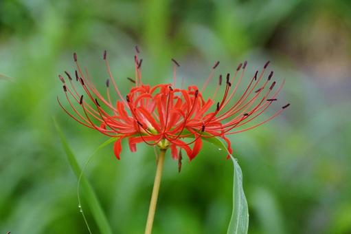 赤いヒガンバナ 赤いヒガンバナ 彼岸花,植物,花の写真素材