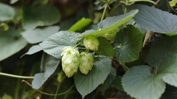 【植物の写真】ホップ ホップ,秋,植物の写真素材
