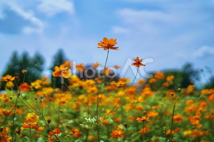 自然の感じる風景　青空とオレンジの花畑① 花,オレンジ,青空の写真素材
