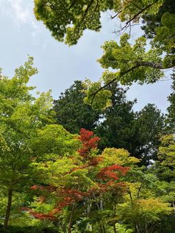 高野山 自然 高野山 自然 夏,空,自然の写真素材
