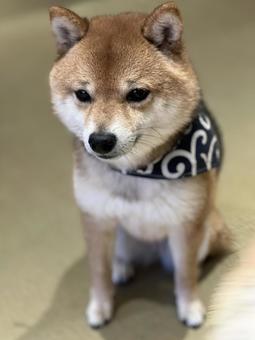 Shiba Inu, JPG
