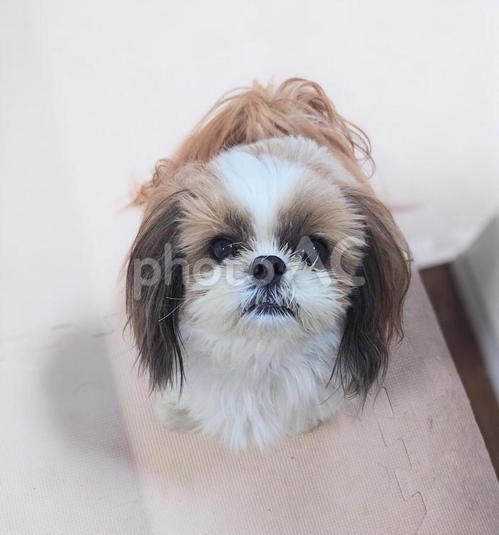 シーズー シーズー,シーズー犬,ふわふわの写真素材