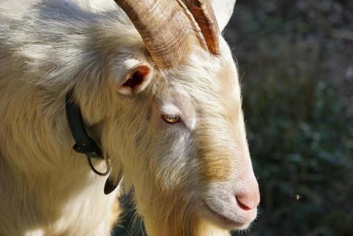 ヤギの顔アップ ヤギの顔アップ ヤギ,動物,顔の写真素材