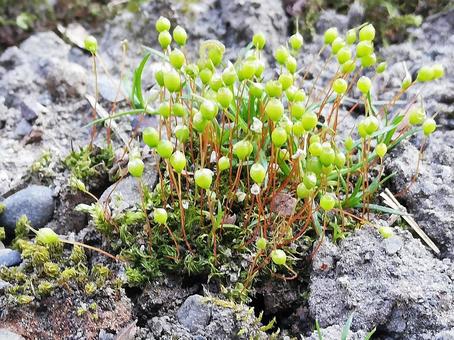 苔の胞子体 苔の胞子体の写真