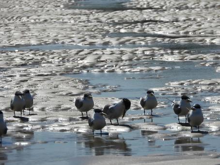 ヌーサーリバーの干潮時、干潟の鳥の写真
