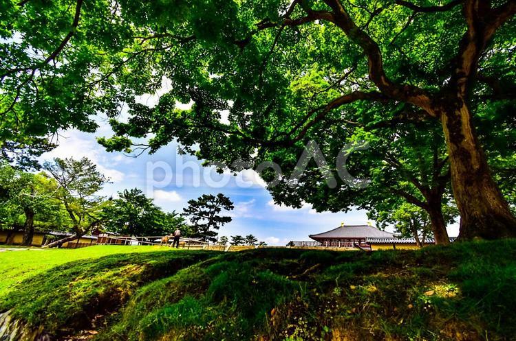 奈良公園の大木と興福寺中金堂 奈良,テクスチャ,背景の写真素材
