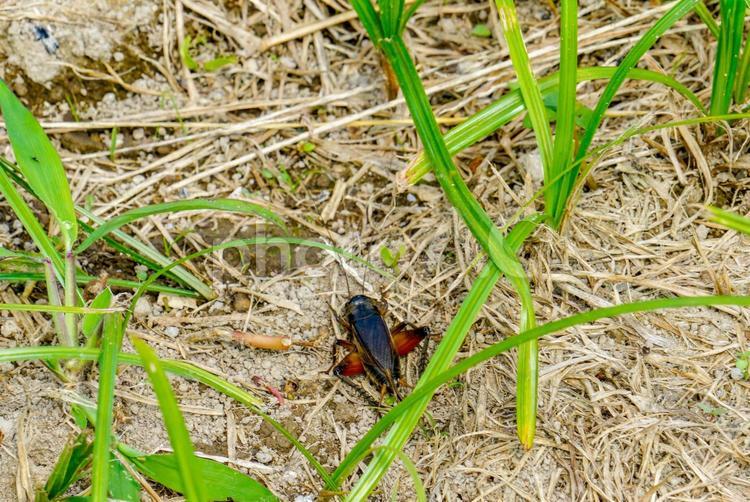 田んぼのコオロギ コオロギ,蟋蟀,虫の写真素材