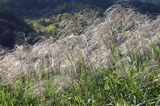 すすきの原 植物,ススキ,河原の写真素材