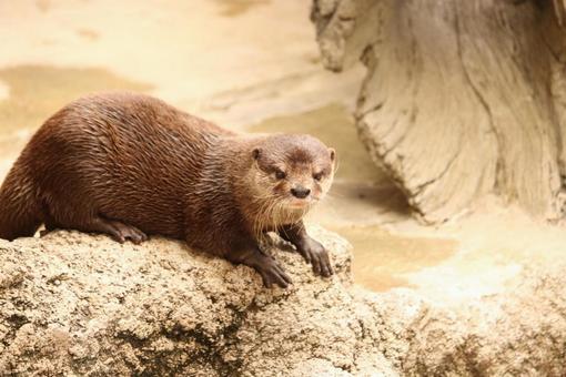 正面をみるカワウソの写真