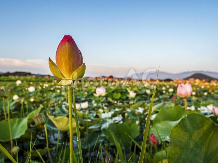 藤原京の蓮ゾーンの花が見ごろを迎える 蓮,藤原京,空の写真素材