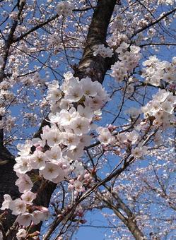 サクラの花 サクラの花の写真