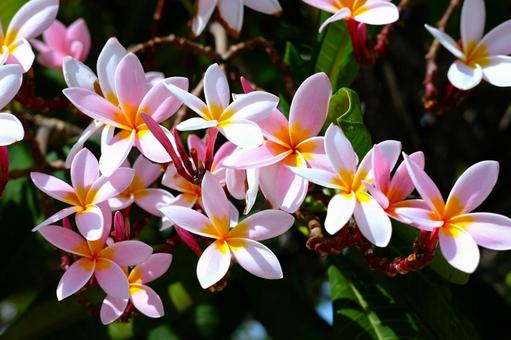ピンクのプルメリア プルメリア,花,ピンクの花の写真素材
