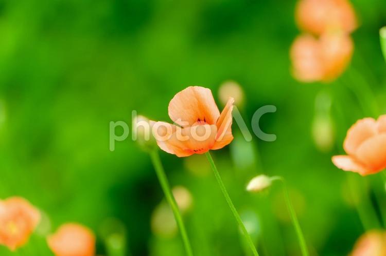 鮮やかなオレンジのヒナゲシ ヒナゲシ,ケシ,花の写真素材