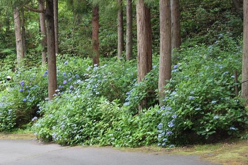 Hydrangea 142, JPG Hydrangea 142, JPG