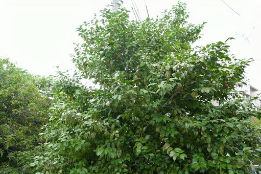 荒れ果てた草木の写真