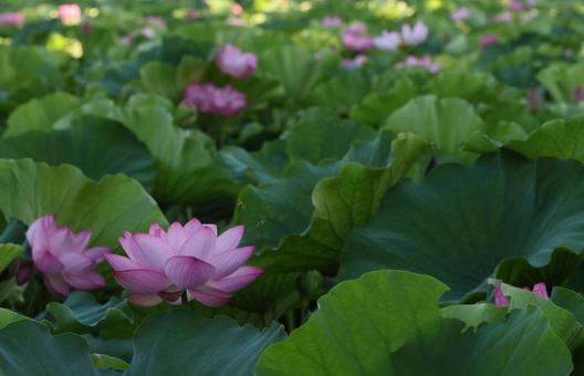 不忍池の蓮 不忍池の蓮の写真
