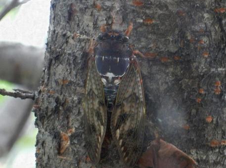 【昆虫写真】アブラゼミ(油蝉) 【昆虫写真】アブラゼミ(油蝉)の写真