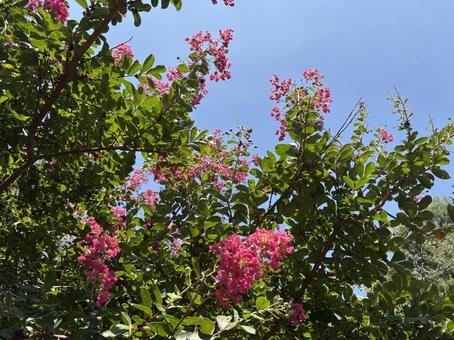 百日紅の花 02 百日紅の花 02の写真