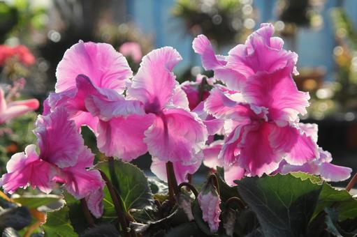 Photo, cyclamen, flower, (a flower) to turn its petals backward, 