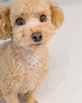 Photo, dog, toy poodle, toypoo, 