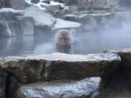 地獄谷野猿公苑 猿 温泉6 地獄谷野猿公苑 猿 温泉6の写真