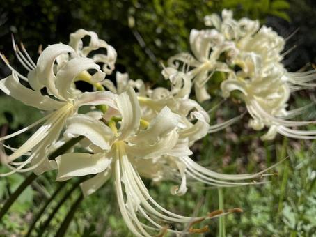 彼岸花 白 彼岸花 白の写真