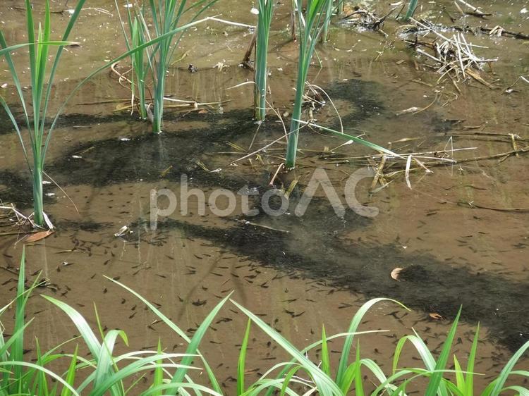 田んぼのオタマジャクシ 春,生き物,風景の写真素材
