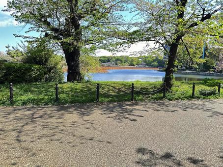 不忍池 上野公園 台東区 不忍池 上野公園 台東区の写真