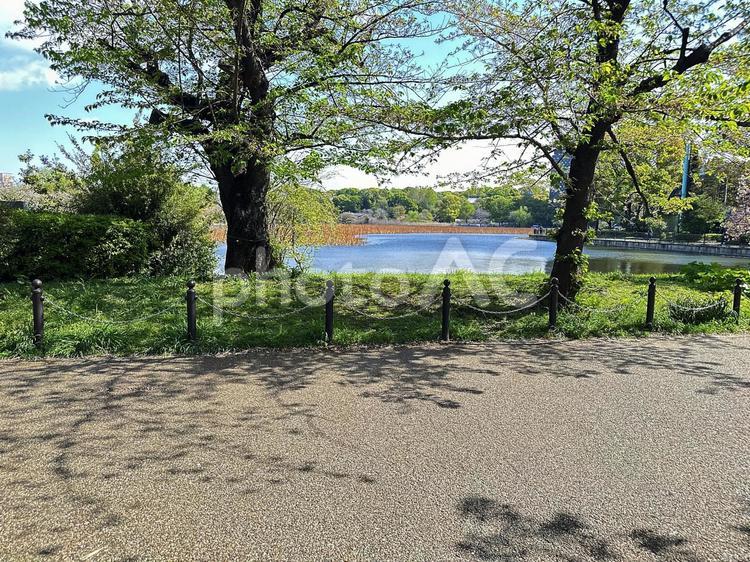 不忍池　上野公園　台東区 不忍池,上野恩賜公園,弁天島の写真素材