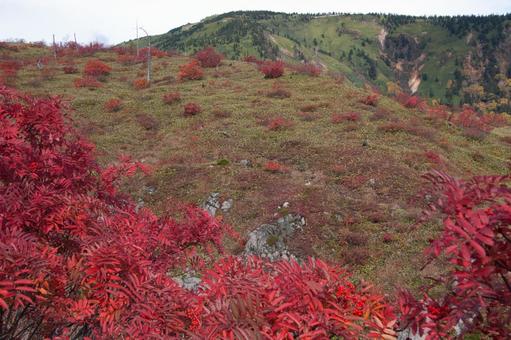 芳ヶ平湿原 芳ヶ平湿原の写真