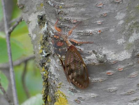 【昆虫写真】アブラゼミ(油蝉) 【昆虫写真】アブラゼミ(油蝉)の写真