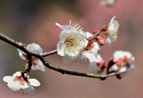 梅の花のクローズアップ 梅の花のクローズアップの写真