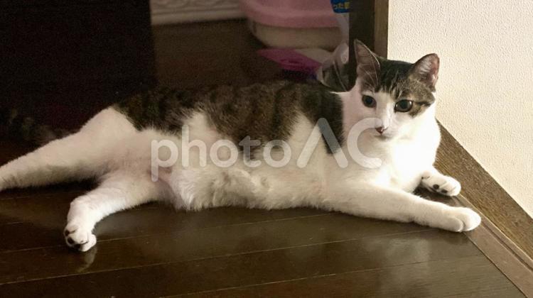 廊下で寝そべるキジ白猫様 猫,キジ白,微睡むの写真素材