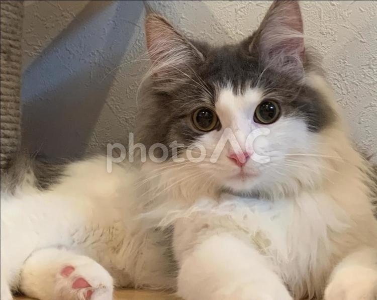 こちらを見つめる猫 猫,可愛い,子猫の写真素材