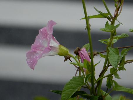 【花の写真】ヒルガオ（昼顔） ヒルガオ,昼顔,ピンクの写真素材