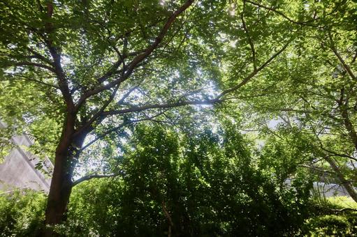 木漏れ日 木漏れ日の写真