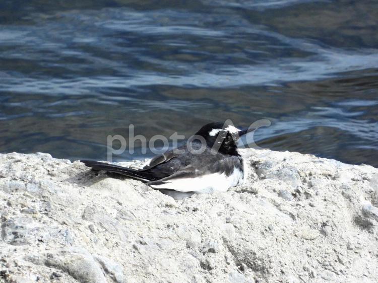 川面の岩の上に伏すセグロセキレイ 鳥,野鳥,セグロセキレイの写真素材