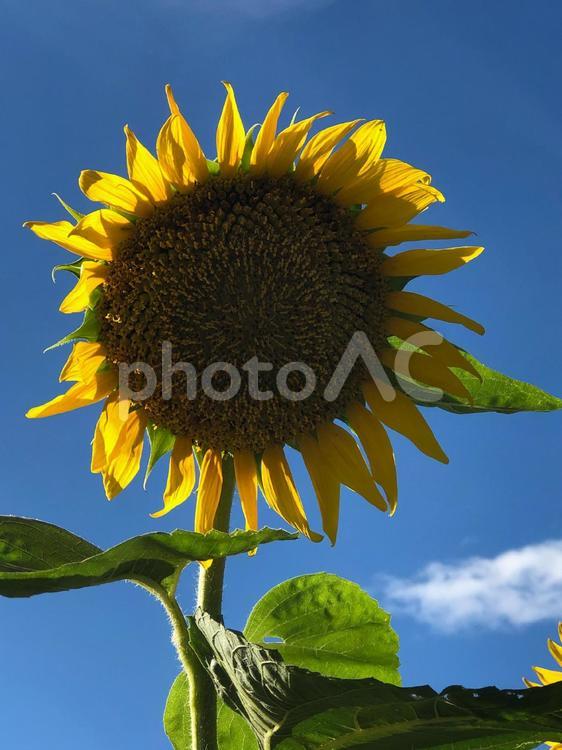 佐用町のひまわり 向日葵,夏,花の写真素材