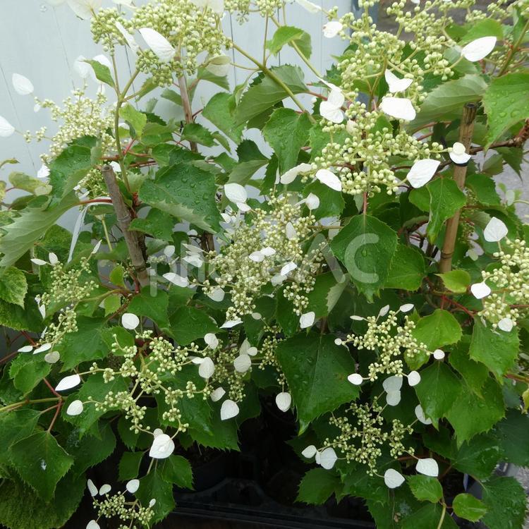 白いイワガラミの花　 花,イワガラミ,白花の写真素材