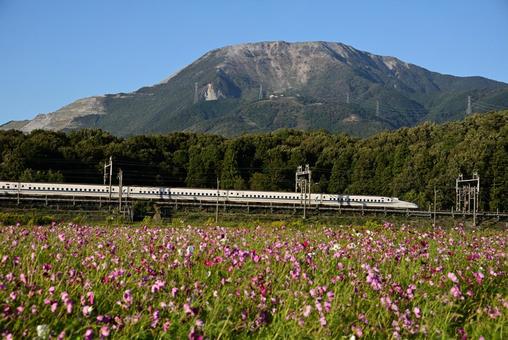 伊吹山と秋桜1 伊吹山と秋桜1 伊吹山,山,秋桜の写真素材