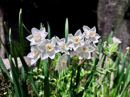白の水仙の花 白の水仙の花 水仙,スイセン,花の写真素材
