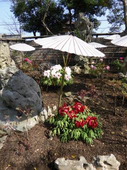 鎌倉の鶴岡八幡宮・春のぼたん園その1 鎌倉の鶴岡八幡宮・春のぼたん園その1の写真