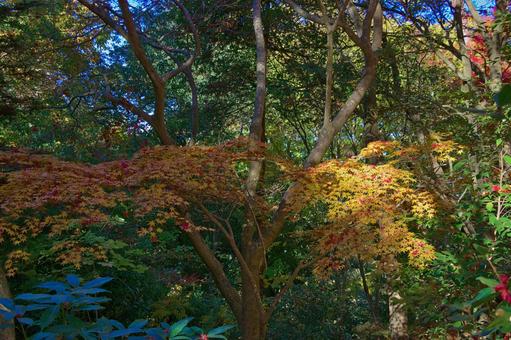 紅葉 もみじ,葉,植物の写真素材