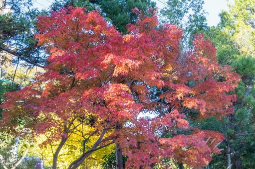 秋の気配・色づく紅葉 秋の気配・色づく紅葉の写真